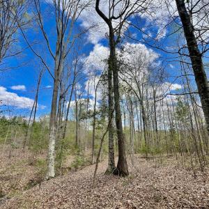 Photo #4 of SOLD property in Off Bessie Hicks Road, Norlina, NC 19.0 acres