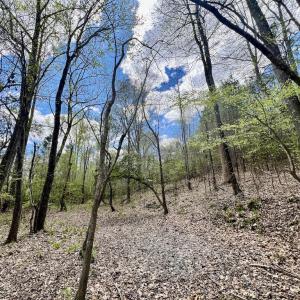Photo #6 of SOLD property in Off Bessie Hicks Road, Norlina, NC 19.0 acres