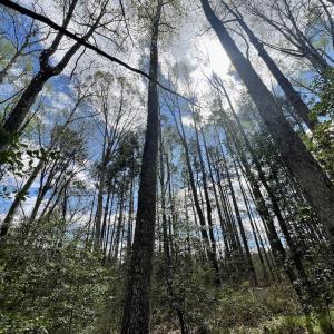 Photo #30 of SOLD property in Off Bessie Hicks Road, Norlina, NC 5.0 acres