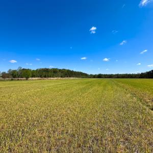 Photo #5 of Off Benefit Rd, Chesapeake, VA 40.0 acres