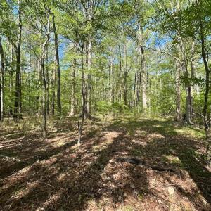 Photo #11 of Off Benefit Rd, Chesapeake, VA 40.0 acres