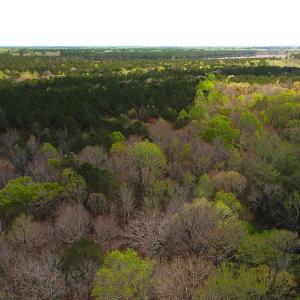 Photo #9 of Off Riverdale Dr, Franklin, VA 11.3 acres