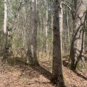 Photo #13 of Off Riverdale Dr, Franklin, VA 11.3 acres