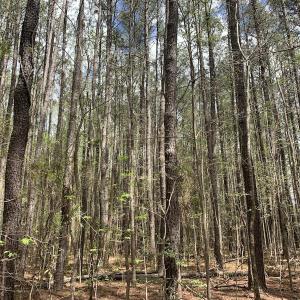 Photo #14 of Off Riverdale Dr, Franklin, VA 11.3 acres