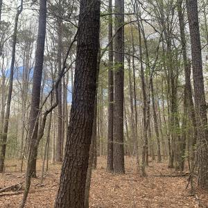 Photo #15 of Off Riverdale Dr, Franklin, VA 11.3 acres