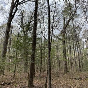 Photo #16 of Off Riverdale Dr, Franklin, VA 11.3 acres