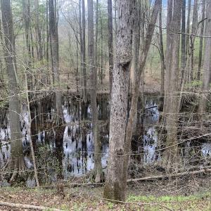 Photo #19 of Off Riverdale Dr, Franklin, VA 11.3 acres