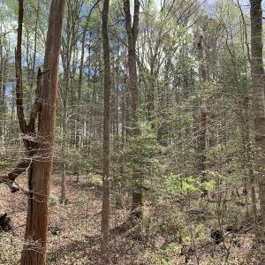 Photo #20 of Off Riverdale Dr, Franklin, VA 11.3 acres
