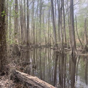Photo #22 of Off Riverdale Dr, Franklin, VA 11.3 acres