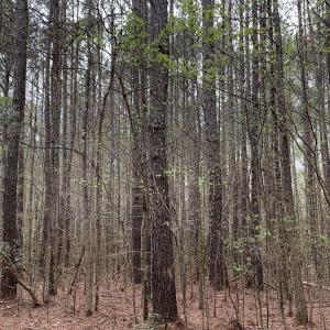 Photo #28 of Off Riverdale Dr, Franklin, VA 11.3 acres