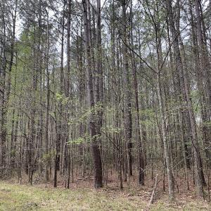 Photo #29 of Off Riverdale Dr, Franklin, VA 11.3 acres