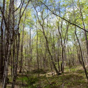 Photo #21 of SOLD property in OFF Birch-Elmo Rd, South Boston, VA 20.0 acres