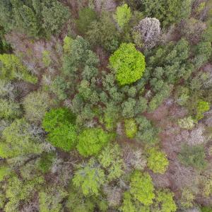 Photo #22 of SOLD property in OFF Birch-Elmo Rd, South Boston, VA 20.0 acres