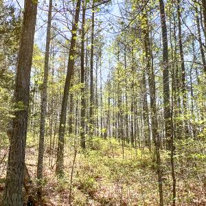 Photo #6 of SOLD property in Off Sparta Road, Milford, VA 30.7 acres
