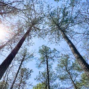 Photo #13 of SOLD property in Off Sparta Road, Milford, VA 30.7 acres