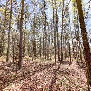 Photo #14 of SOLD property in Off Sparta Road, Milford, VA 30.7 acres