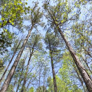 Photo #16 of SOLD property in Off Sparta Road, Milford, VA 30.7 acres