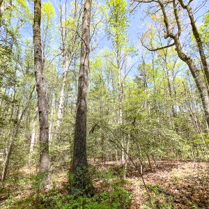 Photo #17 of SOLD property in Off Sparta Road, Milford, VA 30.7 acres