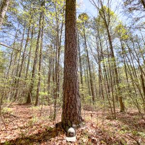 Photo #25 of SOLD property in Off Sparta Road, Milford, VA 30.7 acres