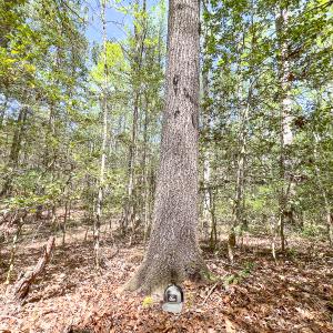 Photo #26 of SOLD property in Off Sparta Road, Milford, VA 30.7 acres