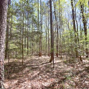 Photo #28 of SOLD property in Off Sparta Road, Milford, VA 30.7 acres