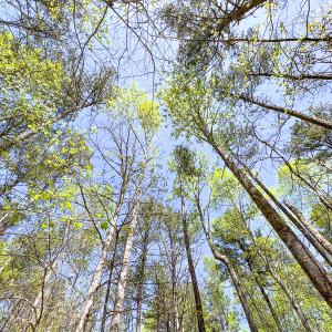 Photo #30 of SOLD property in Off Sparta Road, Milford, VA 30.7 acres