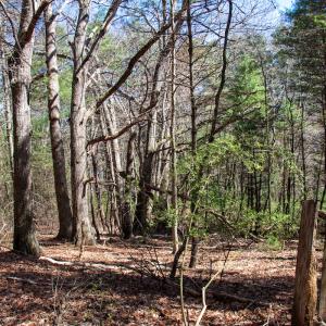 Photo #13 of SOLD property in Off Reedsville Rd NW, Floyd, VA 36.6 acres