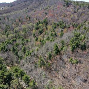 Photo #14 of SOLD property in Off Reedsville Rd NW, Floyd, VA 36.6 acres