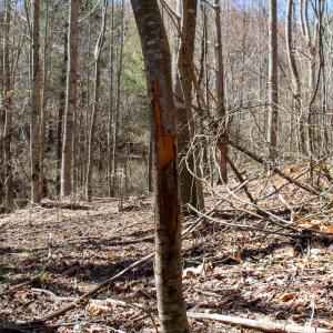 Photo #15 of SOLD property in Off Reedsville Rd NW, Floyd, VA 36.6 acres