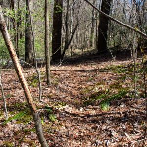 Photo #16 of SOLD property in Off Reedsville Rd NW, Floyd, VA 36.6 acres