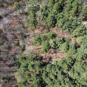 Photo #19 of SOLD property in Off Reedsville Rd NW, Floyd, VA 36.6 acres