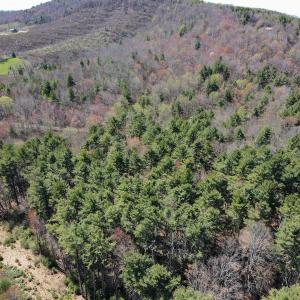 Photo #3 of SOLD property in Off Reedsville Rd NW, Floyd, VA 36.6 acres