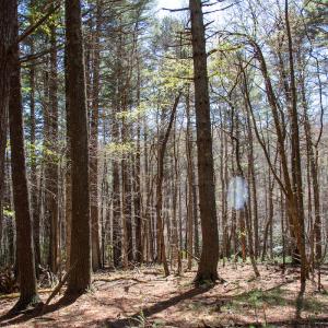 Photo #4 of SOLD property in Off Reedsville Rd NW, Floyd, VA 36.6 acres