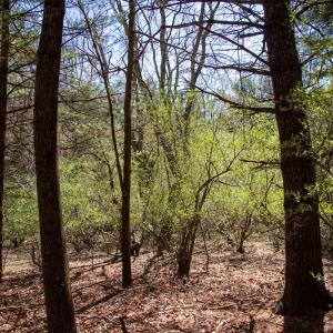 Photo #8 of SOLD property in Off Reedsville Rd NW, Floyd, VA 36.6 acres