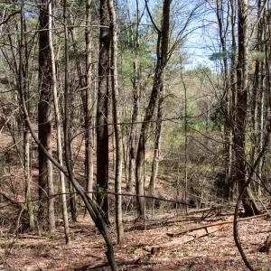 Photo #23 of SOLD property in Off Reedsville Rd NW, Floyd, VA 36.6 acres