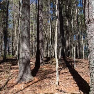 Photo #24 of SOLD property in Off Reedsville Rd NW, Floyd, VA 36.6 acres