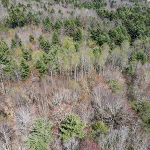Photo #26 of SOLD property in Off Reedsville Rd NW, Floyd, VA 36.6 acres
