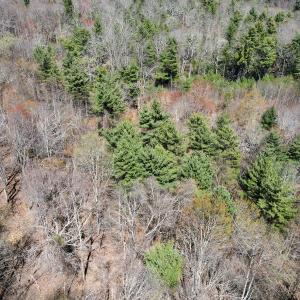 Photo #28 of Off Reedsville Rd NW, Floyd, VA 36.6 acres