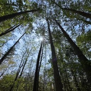 Photo #6 of SOLD property in Lebanon Church Rd, Jarratt, VA 81.0 acres