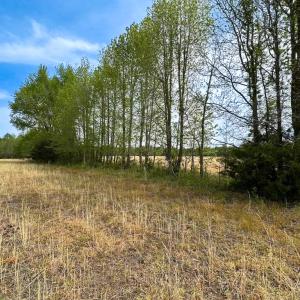 Photo #7 of SOLD property in Lebanon Church Rd, Jarratt, VA 81.0 acres