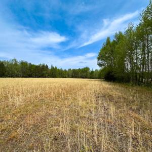 Photo #9 of SOLD property in Lebanon Church Rd, Jarratt, VA 81.0 acres