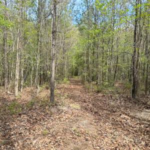 Photo #13 of SOLD property in Lebanon Church Rd, Jarratt, VA 81.0 acres