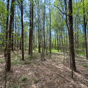 Photo #14 of SOLD property in Lebanon Church Rd, Jarratt, VA 81.0 acres