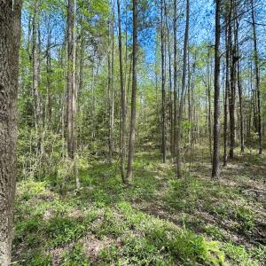 Photo #16 of SOLD property in Lebanon Church Rd, Jarratt, VA 81.0 acres