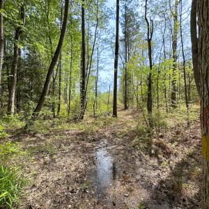 Photo #20 of SOLD property in Lebanon Church Rd, Jarratt, VA 81.0 acres