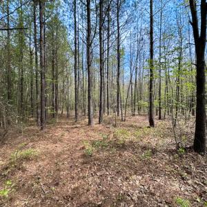 Photo #23 of SOLD property in Lebanon Church Rd, Jarratt, VA 81.0 acres
