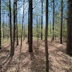 Photo #25 of SOLD property in Lebanon Church Rd, Jarratt, VA 81.0 acres