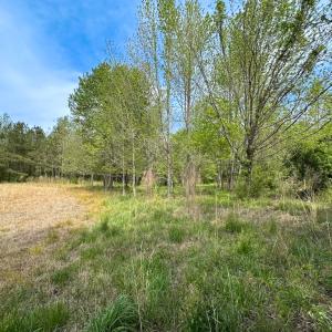 Photo #26 of SOLD property in Lebanon Church Rd, Jarratt, VA 81.0 acres