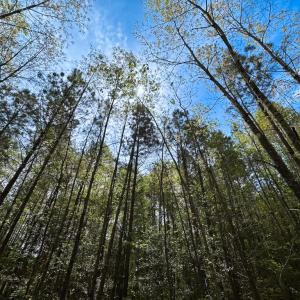 Photo #27 of SOLD property in Lebanon Church Rd, Jarratt, VA 81.0 acres