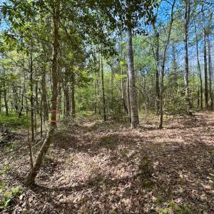 Photo #28 of SOLD property in Lebanon Church Rd, Jarratt, VA 81.0 acres